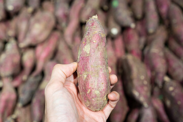 Selective focus and close-up of a hand holding a fresh organic purple sweet potato showing to camera with a blurred background of many purple sweet potatoes on shelves in supermarket vegetable section