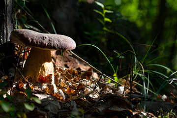 large cep mushroom under tree in forest