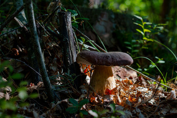 large cep mushroom under tree in wood