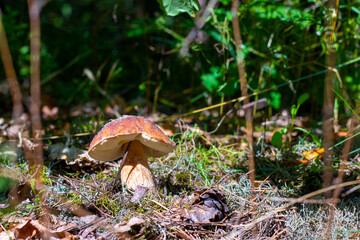 white cep mushroom grow in forest