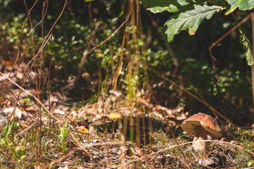 white cep mushroom grows in nature