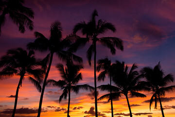 Obraz na płótnie Canvas Rainbow Hawaiian cloudy sunset with palm tree silhouettes