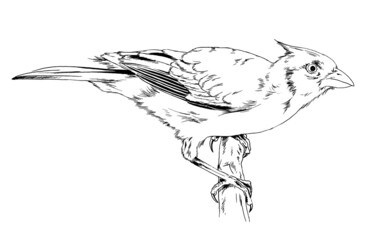 songbird sitting on a branch, hand-drawn