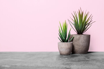 Two aloe plants in grey stone pots on a concrete surface against a pink wall with copy space with a vertical orientation and a bottom composition