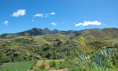 Fototapeta na wymiar Flowers and mountain world of Gran Canary, Spain