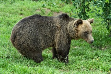 Europäischer Braunbär in einem weitläufigen naturnahen Gehege der Auffangstation (Bärenpark)...