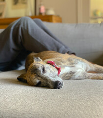 Totally relaxed whippet sleeping on a sofa with it’s owner’s legs behind 