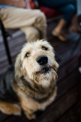 Close Up of Large Dog on Porch in Ohio