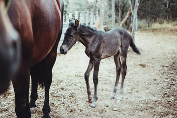 Fototapeta premium little gray foal in the forest with his mother brown horse