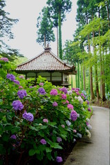 紫陽花の咲く寺