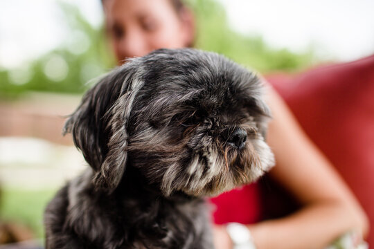 Close Up Of Shih Tzu On Owner's Lap In Ohio