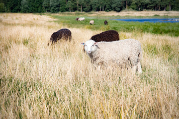 Sheep grazing in a rural environment