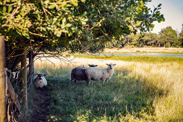 Sheep grazing in the shade