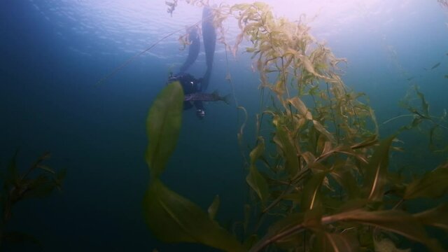 Underwater photographer. Woman swims underwater and takes pictures of the underwater world around her full of weed and fish
