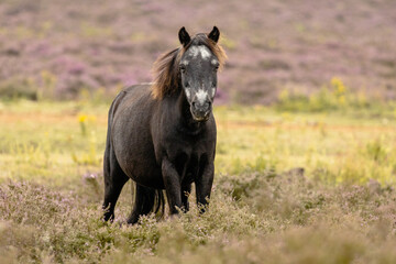 Wild konik pony making eye contact in heather field © Joel