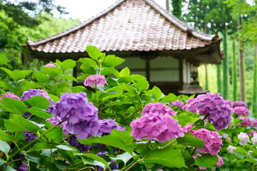 紫陽花の咲く寺