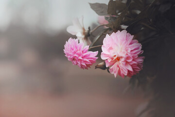 Beautiful pink delicate fragrant aster flowers bloom among the dark leaves on the bush on a cloudy dark foggy day.