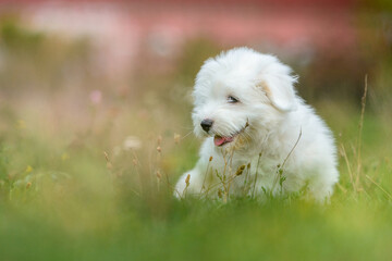 Mały biały piesek szczeniak siedzący w trawie na łące - obrazy, fototapety, plakaty