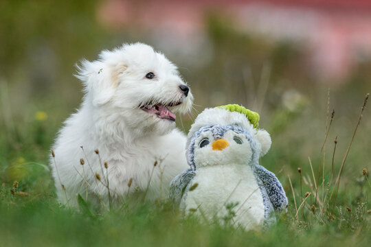 Biały szczeniak z pluszakiem pingwinem siedzący w trawie na łące