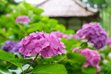 紫陽花の咲く寺