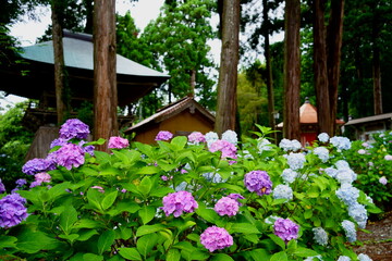 紫陽花の咲く寺
