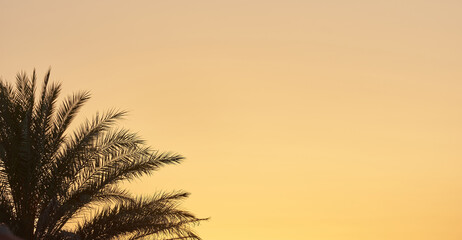 Palm tree against the evening yellow sky at sunset