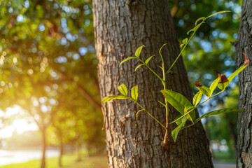 Obraz premium New small green leaf branch sprouting from the tree trunk in the summer garden