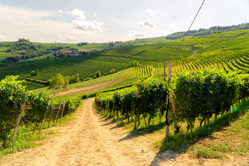 Fototapeta na wymiar Panoramic view of vineyars and hills at sunset. Langhe vineyards, Piedmont, Italy. Photo stock