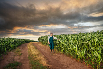 Caucasian calm male maize grower in overalls walks along corn field with tablet pc in his hands