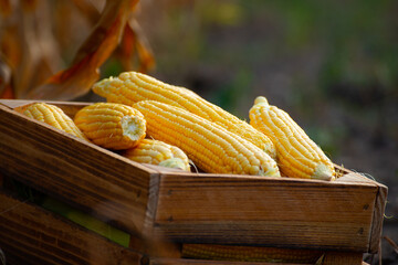 Peeled maize cobs in wooden crate at corn field sunset summer time somewhere in Ukraine