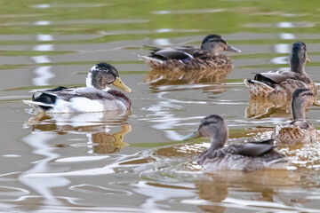 ducks swimming on the surface of a pond
