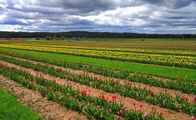 View of a colorful tulip field with flowers in bloom in Cream Ridge, Upper Freehold, New Jersey, United States