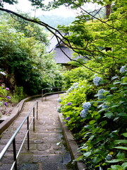 紫陽花の咲く寺