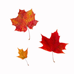 Autumn maple leaves, isolate