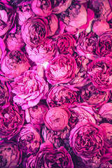  roses background