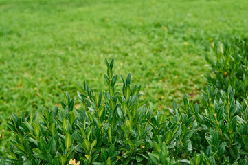 Natural green lawn top view close up