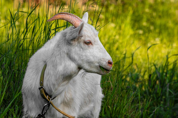 Goat on green summer meadow. Side view.