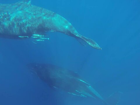 Magic moment of calf and Mom take time to swim close to the camera in the warm water of Sainte Marie, Madagascar