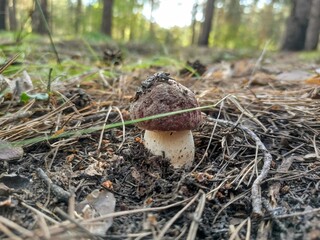  little mushroom in the forest