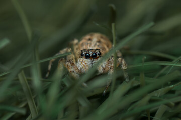 Female menemerus semilimbatus.