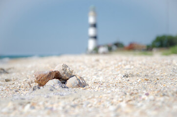 shell on the beach