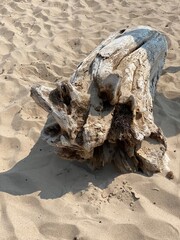 Large Driftwood On The Beach