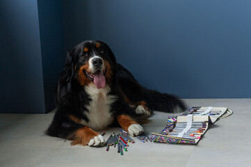 Berner Sennenhund dog with colored pencils