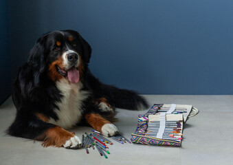 Berner Sennenhund dog with colored pencils