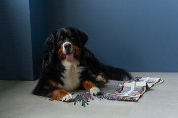 Berner Sennenhund dog with colored pencils