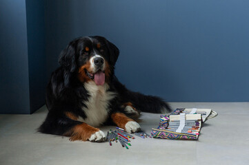 Berner Sennenhund dog with colored pencils