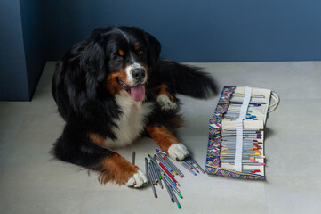 Berner Sennenhund dog with colored pencils