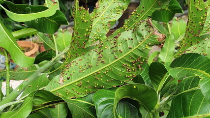 Underside of mango leaves are the round eggs of Erosomyia mangiferae. This insect is a bark beetle...