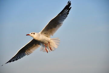 Brown-headed gull has a red mouth and legs. flying gracefully in the sky Scientific name: Chroicocephalus brunnicephalus. It is a winter migratory bird of Thailand originating from Mongolia, China.
