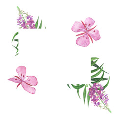 Fireweed frame isolated on white background. Watercolor hand drawing illustration. Chamaenerion angustifolium.